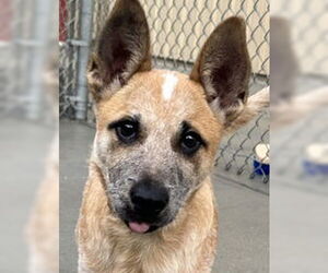 Mutt Dogs for adoption in Salinas, CA, USA