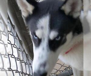 Siberian Husky Dogs for adoption in Riverwoods, IL, USA