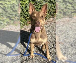 Australian Kelpie Dogs for adoption in Lodi, CA, USA