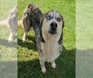 Siberian Husky Dogs for adoption in Grovetown, GA, USA