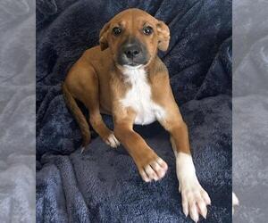 Mutt Dogs for adoption in Rockwall, TX, USA