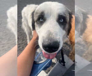 Great Pyrenees-Unknown Mix Dogs for adoption in Hamilton, MT, USA
