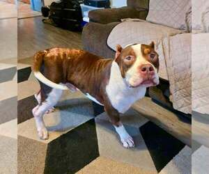American Bulldog-Unknown Mix Dogs for adoption in New Oxford , PA, USA