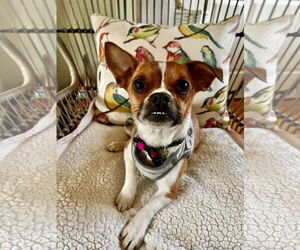 Chug Dogs for adoption in Bellevue, WA, USA