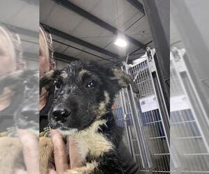 German Shepherd Dog Dogs for adoption in Bakersfield, CA, USA