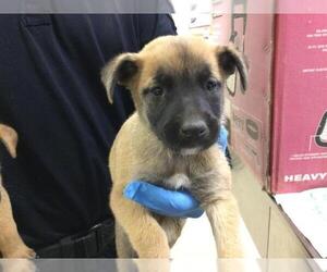 German Shepherd Dog-Unknown Mix Dogs for adoption in Riverside, CA, USA