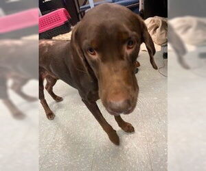 Labrador Retriever Dogs for adoption in St. Cloud, FL, USA