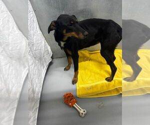 Doberman Pinscher-Unknown Mix Dogs for adoption in Calgary, Alberta, Canada