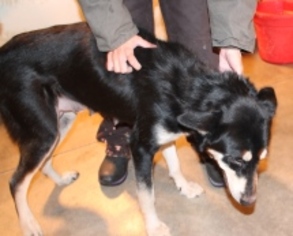 Alaskan Husky-German Shepherd Dog Mix Dogs for adoption in Minneapolis, MN, USA