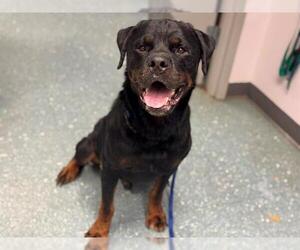 Rottweiler Dogs for adoption in St. Cloud, FL, USA
