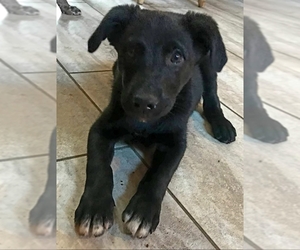 Sheprador Dogs for adoption in House Springs, MO, USA