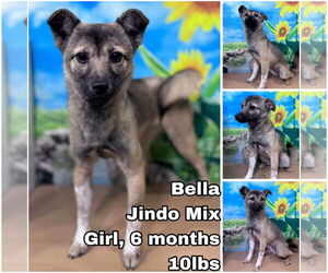 Mutt Dogs for adoption in Seattle, WA, USA