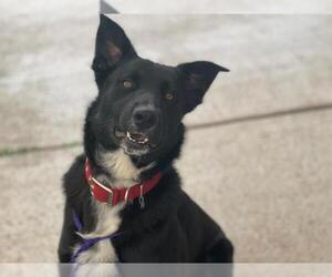 Dutch Shepherd -Unknown Mix Dogs for adoption in Tulsa, OK, USA