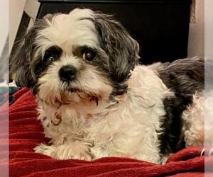 Lhasa Apso Dogs for adoption in Dublin, OH, USA