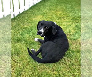 Labrador Retriever-Unknown Mix Dogs for adoption in Unionville, PA, USA