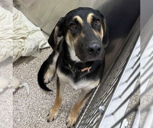 Mutt Dogs for adoption in Martinsburg, WV, USA