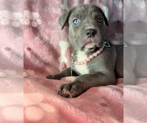 Mutt Dogs for adoption in Goodyear, AZ, USA