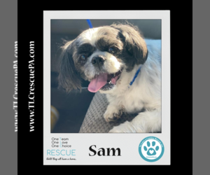 Shih Tzu Dogs for adoption in Kimberton, PA, USA