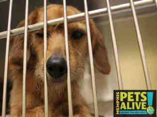 Medium Photo #1 Beagle Puppy For Sale in Memphis, TN, USA