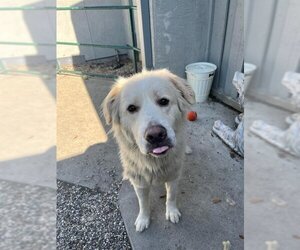 Great Pyrenees Dogs for adoption in Santa Rosa, CA, USA