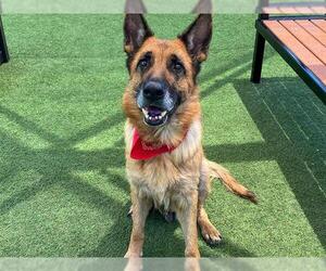 German Shepherd Dog Dogs for adoption in Orange, CA, USA