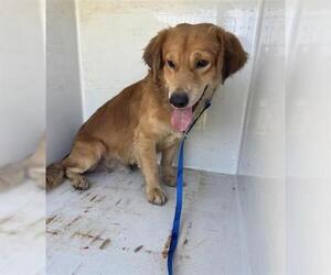 Dachshund-Unknown Mix Dogs for adoption in Houston, TX, USA