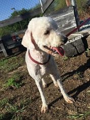 Poodle (Standard) Dogs for adoption in New York, NY, USA