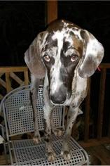 Great Dane Dogs for adoption in Canton, CT, USA