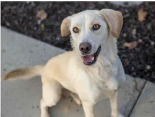 Labrador Retriever Dogs for adoption in Oakley, CA, USA