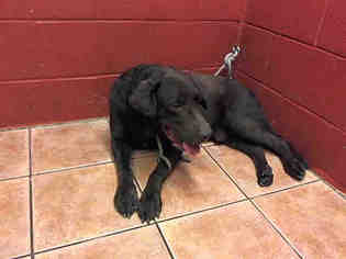 Labrador Retriever Dogs for adoption in Downey, CA, USA