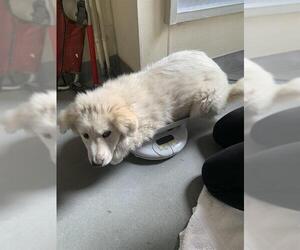 Great Pyrenees-Unknown Mix Dogs for adoption in Santa Cruz, CA, USA