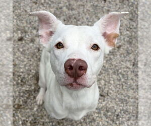 Mutt Dogs for adoption in Jefferson, WI, USA