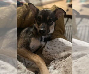 German Shepherd Dog-Unknown Mix Dogs for adoption in Sacramento, CA, USA