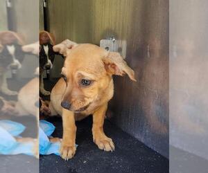 Mutt Dogs for adoption in San Antonio, TX, USA