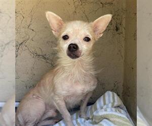 Chihuahua Dogs for adoption in St. Cloud, FL, USA