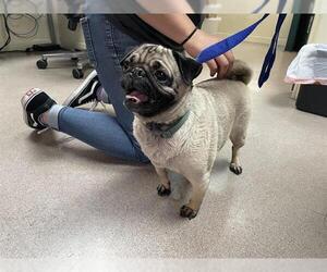 Pug Dogs for adoption in Pasadena, CA, USA