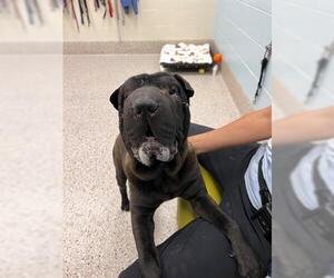 Chinese Shar-Pei Dogs for adoption in Brighton, CO, USA