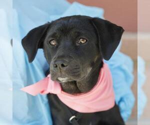 Labrador Retriever-Unknown Mix Dogs for adoption in San Antonio, TX, USA