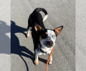 Mutt Dogs for adoption in Camarillo, CA, USA