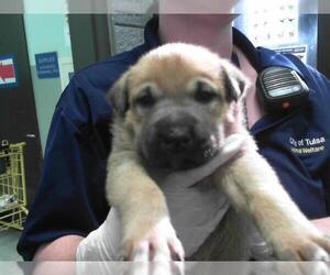 German Shepherd Dog-Unknown Mix Dogs for adoption in Tulsa, OK, USA