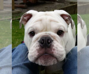 Bulldog Dogs for adoption in Bellevue, WA, USA