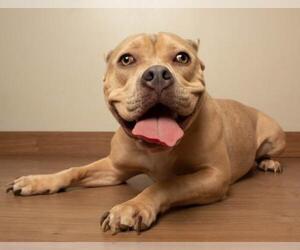 American Staffordshire Terrier Dogs for adoption in Eden Prairie, MN, USA
