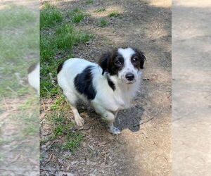 Papillon-Unknown Mix Dogs for adoption in Vail, AZ, USA