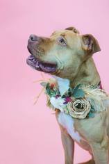 American Pit Bull Terrier Dogs for adoption in Holland, MI, USA