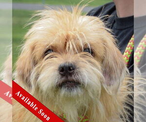 Shih Apso Dogs for adoption in Huntley, IL, USA
