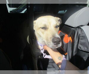 Siberian Husky-Unknown Mix Dogs for adoption in Ocala, FL, USA