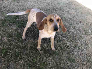 Treeing Walker Coonhound Dogs for adoption in Grovetown, GA, USA