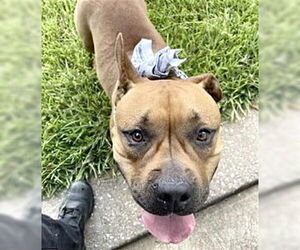 American Pit Bull Terrier-Unknown Mix Dogs for adoption in Houston, TX, USA