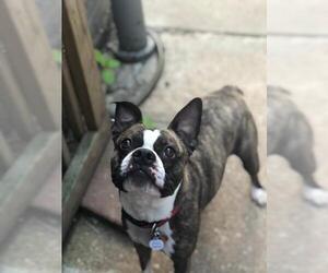 Boston Terrier Dogs for adoption in Lancaster, PA, USA