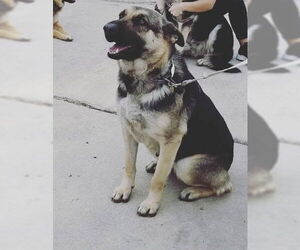 German Shepherd Dog Dogs for adoption in San Antonio, TX, USA